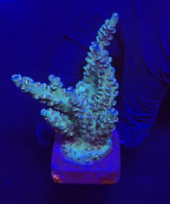 OR Tenuis Blue Ice G