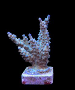 Alternative view of OR Tenuis Blue Ice G