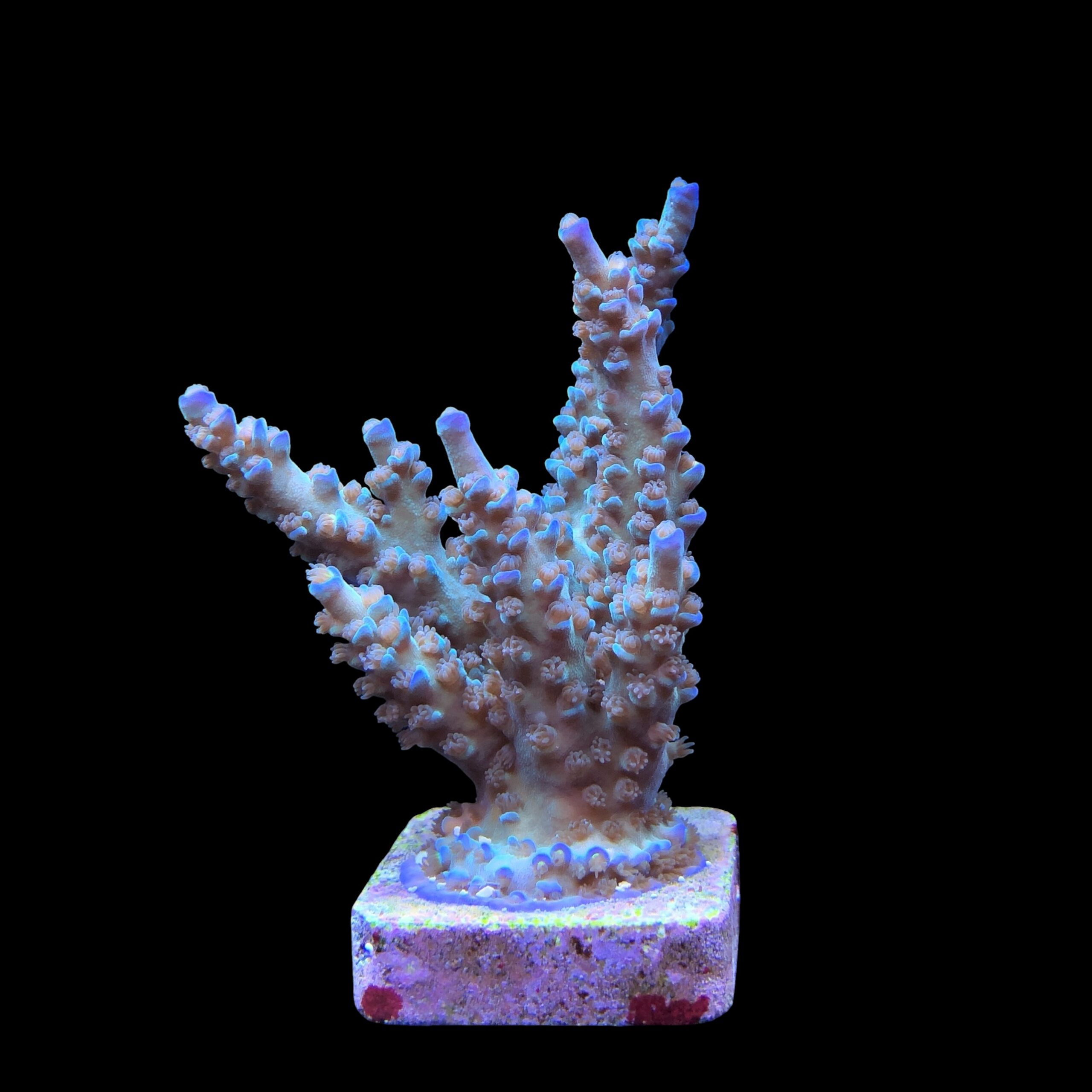OR Tenuis Blue Ice G - Imagem 2