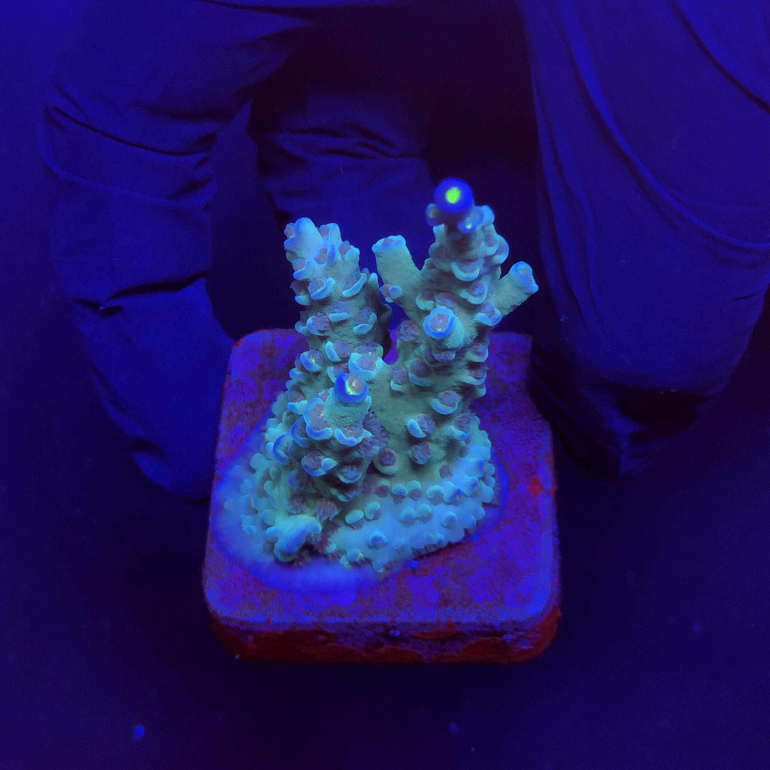 OR Tenuis Blue Ice M