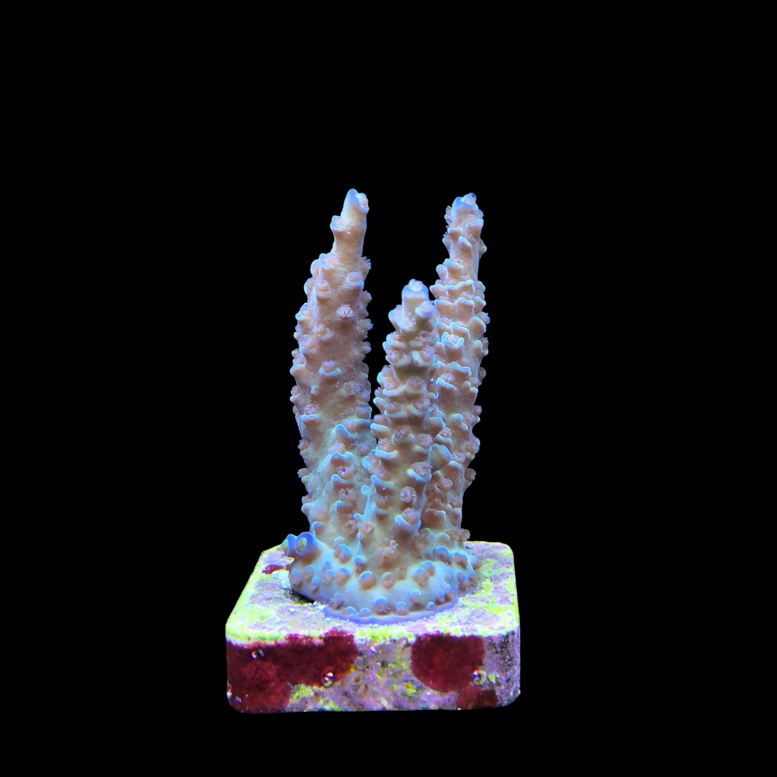 OR Tenuis Blue Ice M - Imagem 2