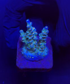 OR Tenuis Blue Ice M