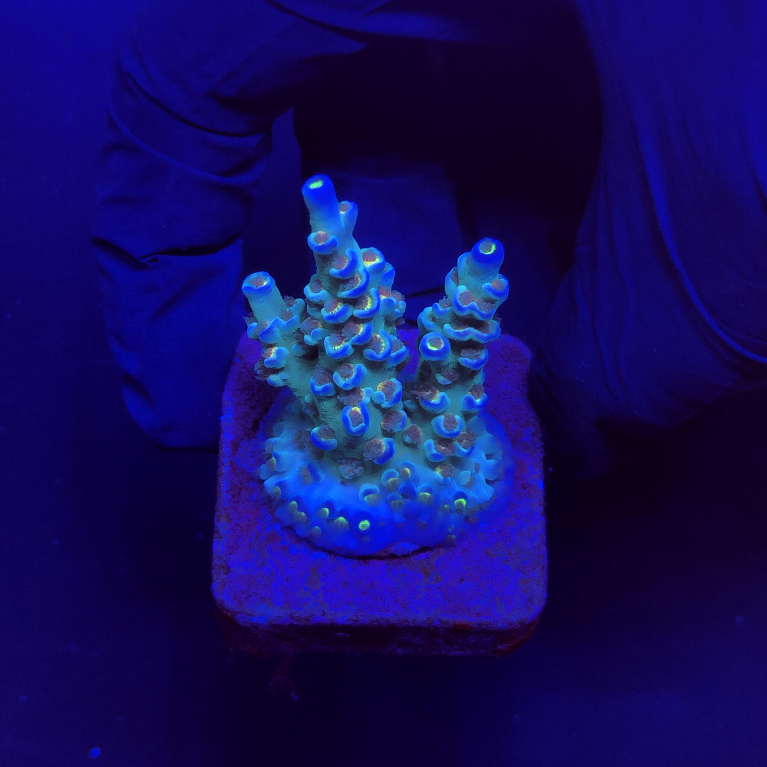 OR Tenuis Blue Ice M