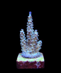 Alternative view of OR Tenuis Blue Ice M