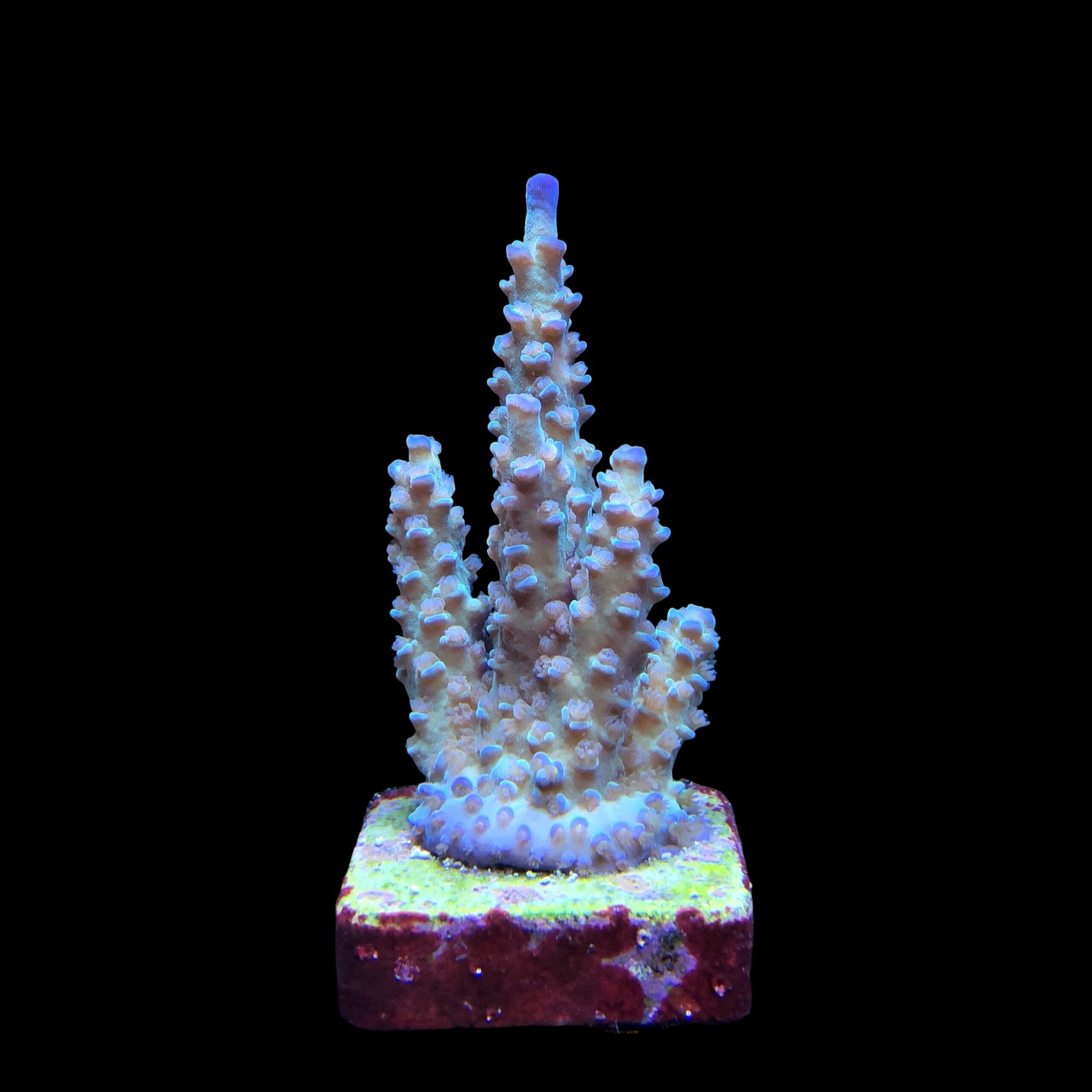 OR Tenuis Blue Ice M - Imagem 2