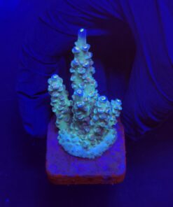 OR Tenuis Blue Ice M
