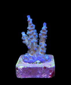 Alternative view of OR Tenuis Blue Ice M