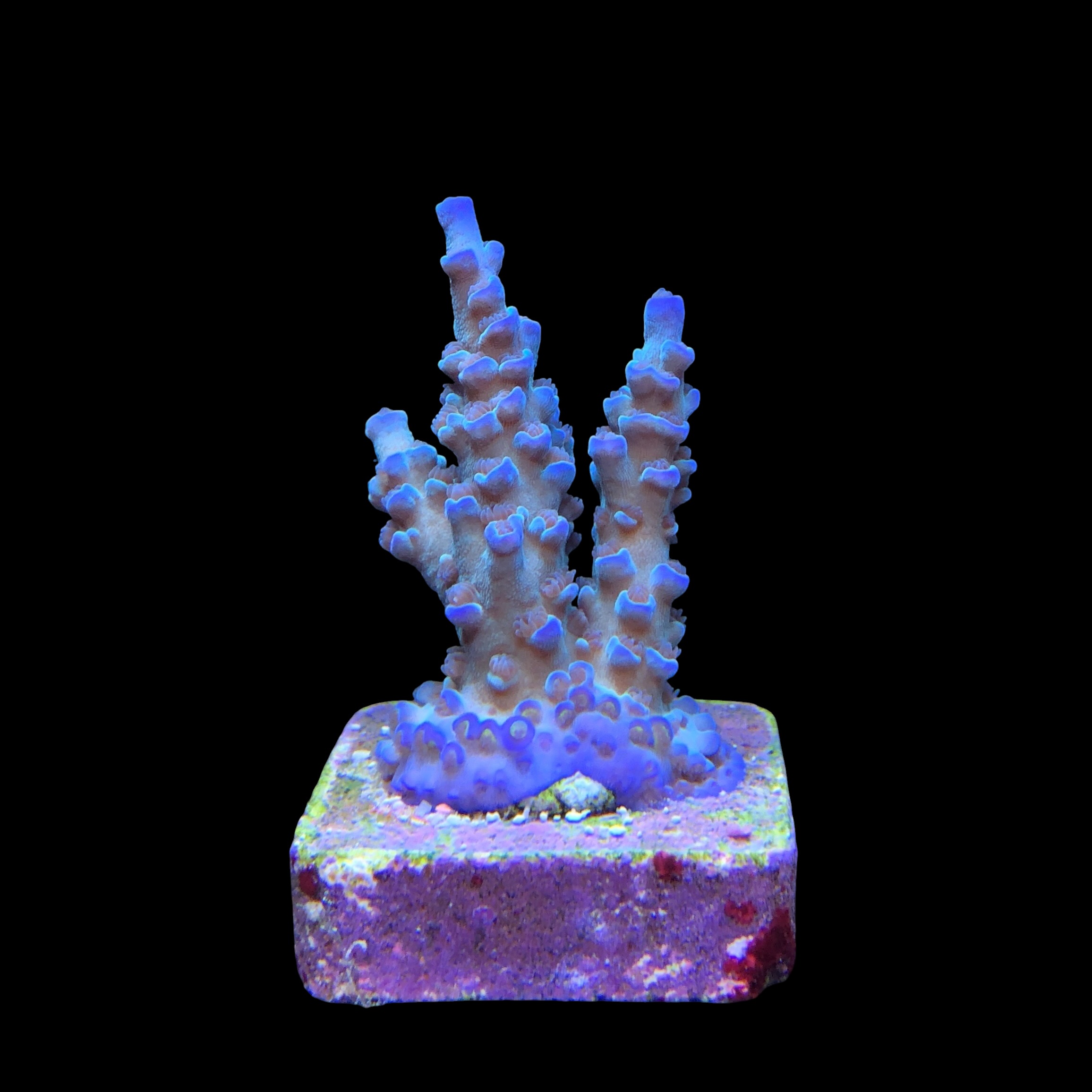 OR Tenuis Blue Ice M - Imagem 2