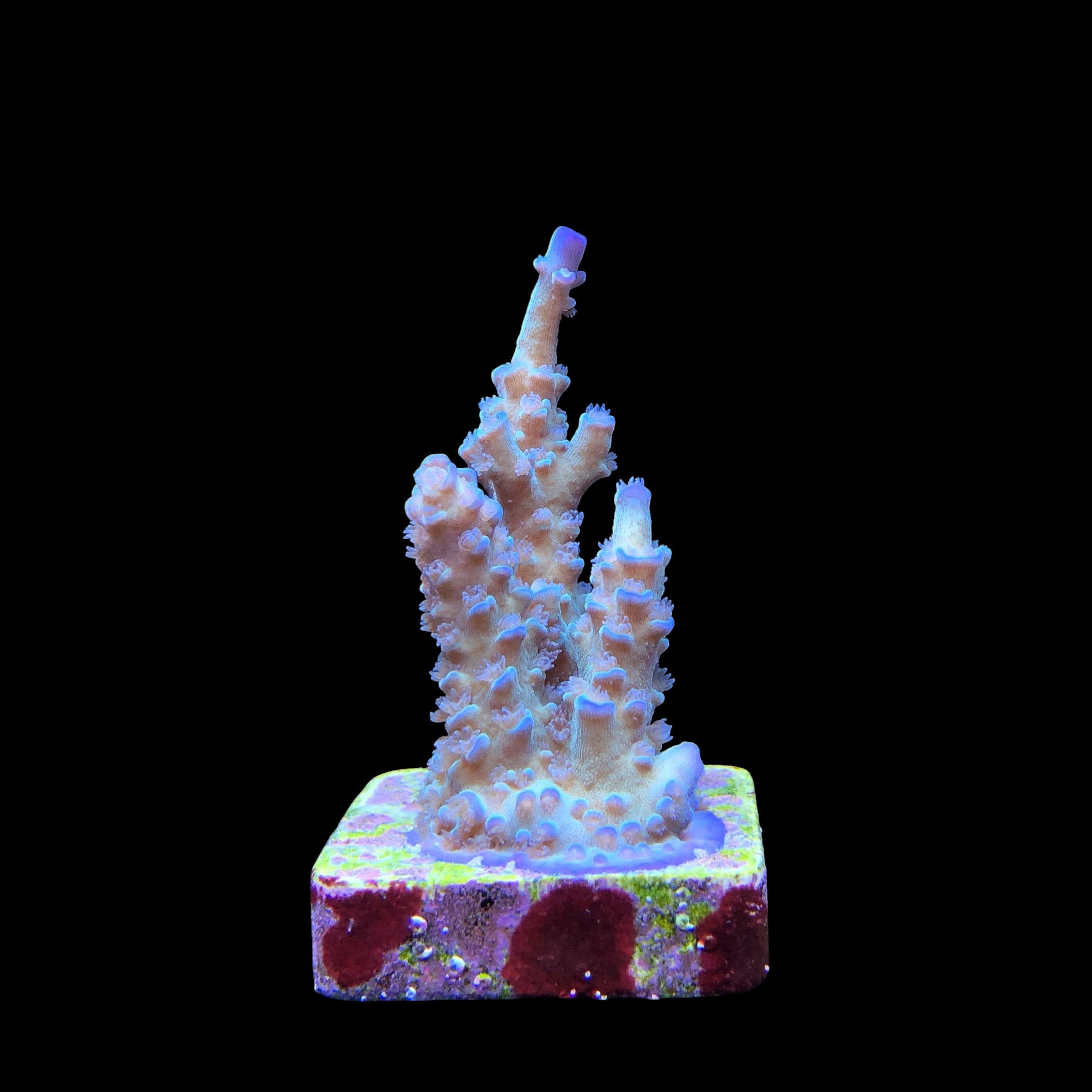 OR Tenuis Blue Ice M - Imagem 2