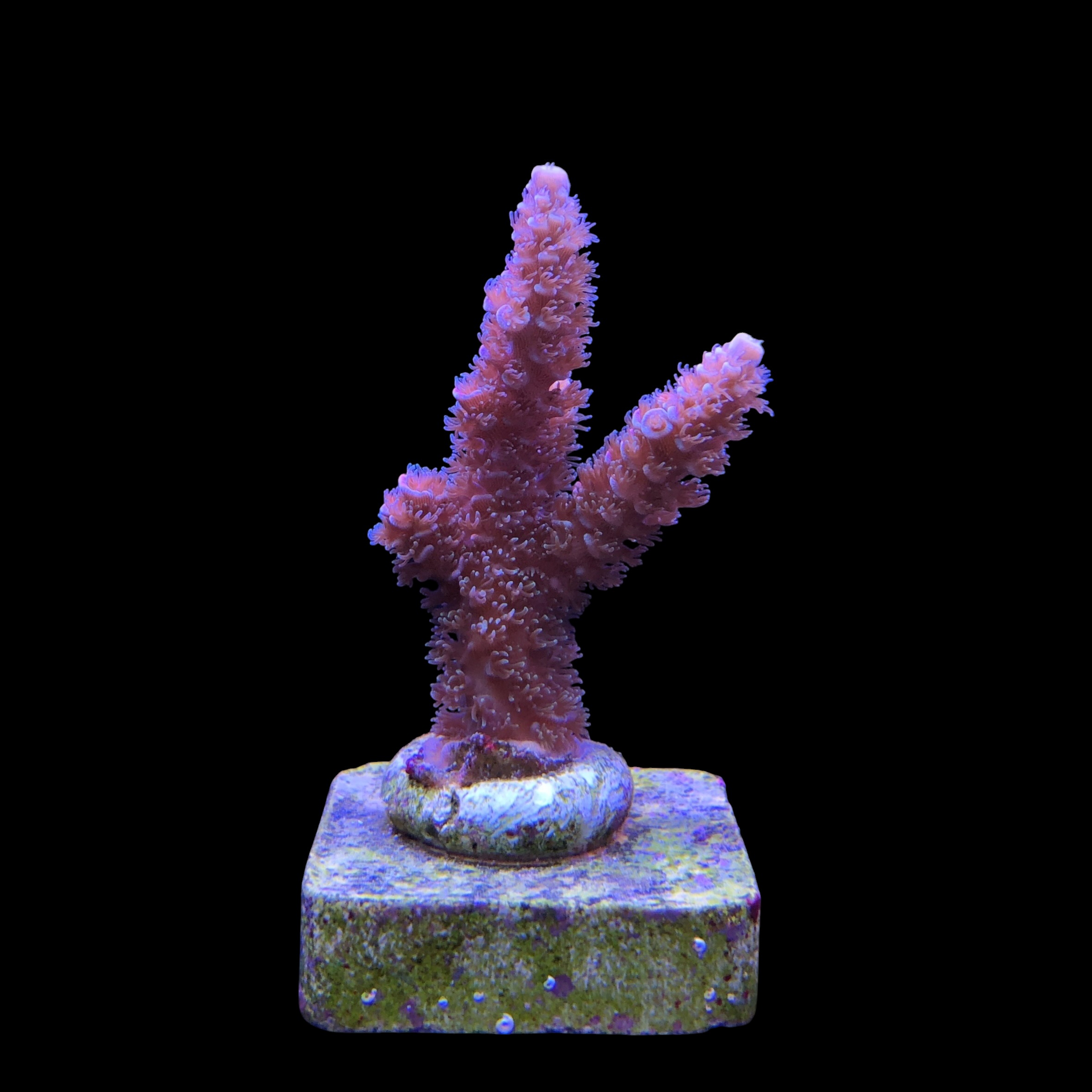 OR Tenuis Carnivation M - Imagem 2