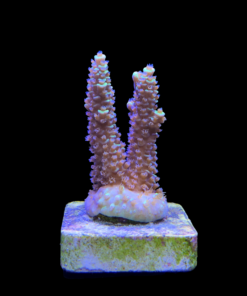 Alternative view of Tenuis Fruits Loops M