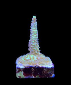 Alternative view of Tenuis Fruits Loops M