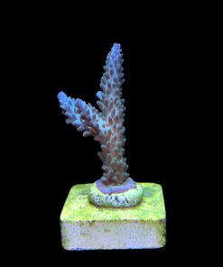 Alternative view of Tortuosa Turcoise M