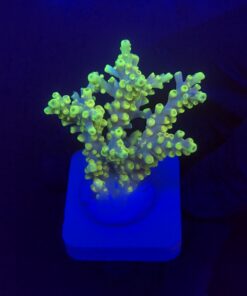 Toxic Green M