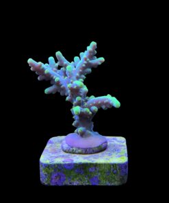 Alternative view of Toxic Green M