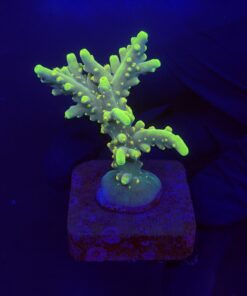 Toxic Green M