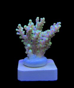Alternative view of Toxic Green M