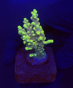 Toxic Green M