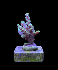 Alternative view of Toxic Green M