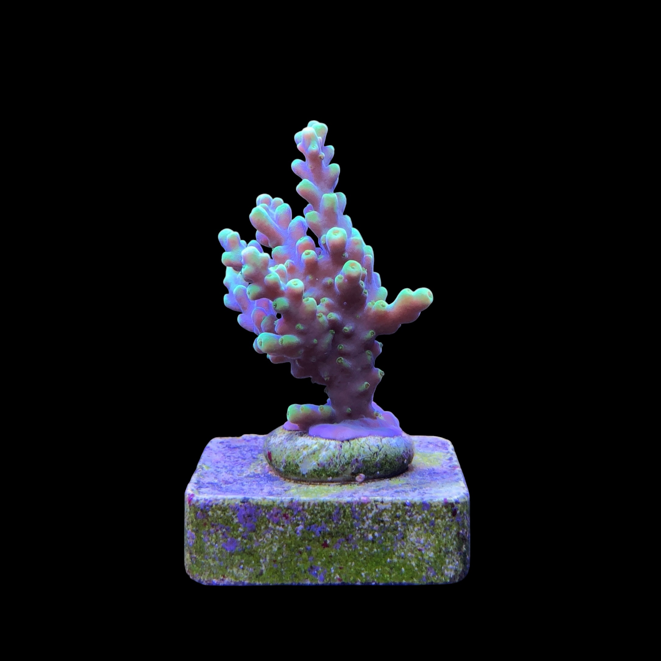 Toxic Green M - Imagem 2