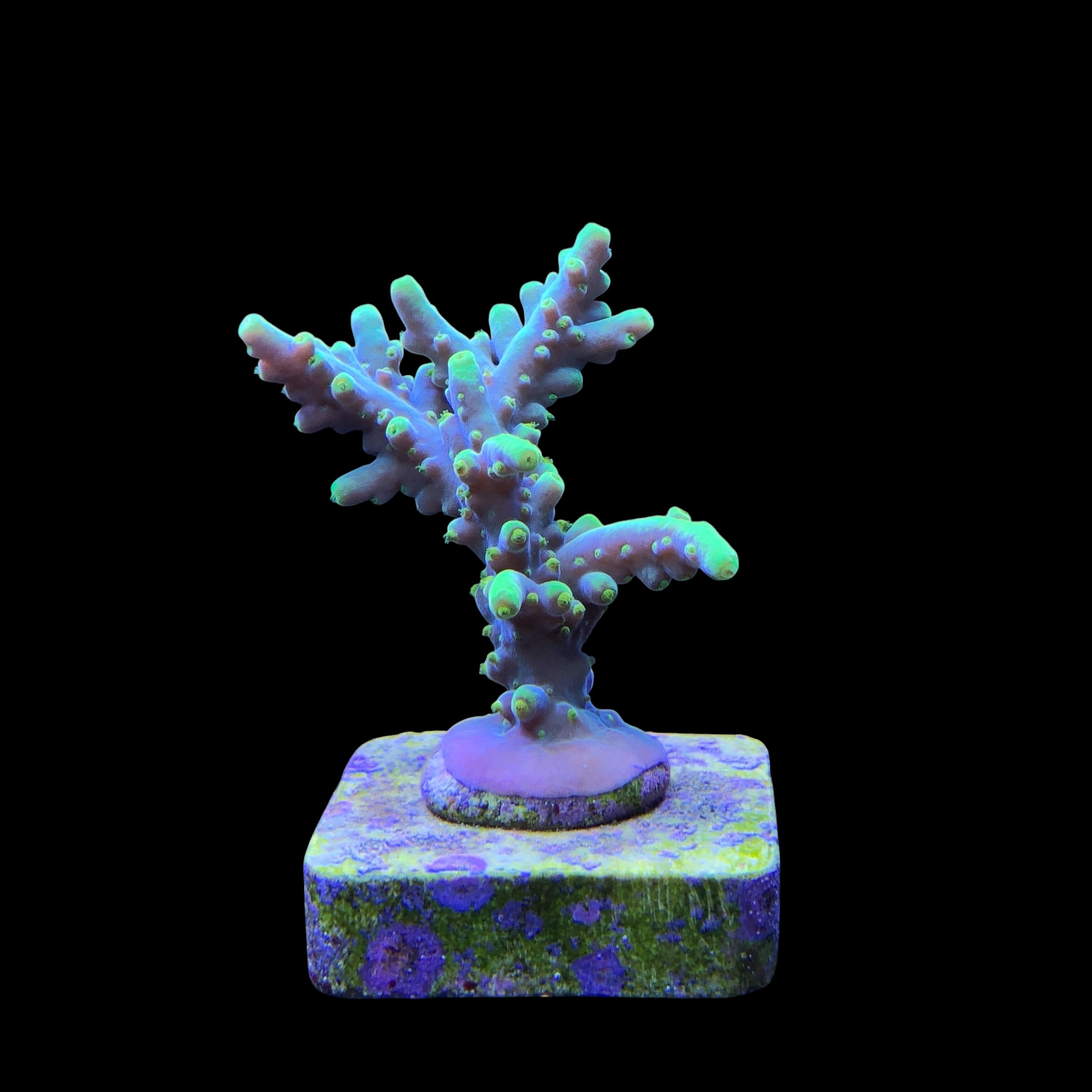 Toxic Green M - Imagem 2