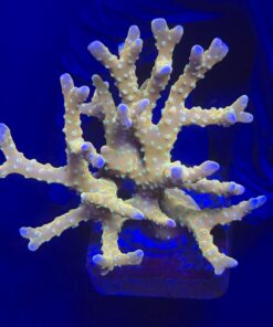 Tropicana Anacropora G