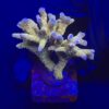 Tropicana Anacropora M
