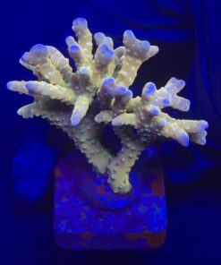Tropicana Anacropora M