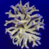 Tropicana Anacropora Mini Colônia
