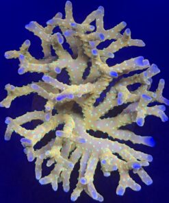 Tropicana Anacropora Mini Colônia