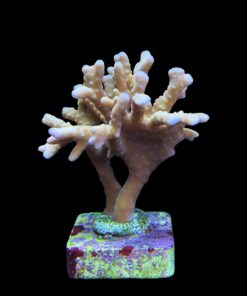 Alternative view of Tropicana Anacropora M