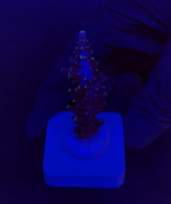 Ultimate Blue M