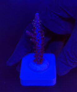 Ultimate Blue M