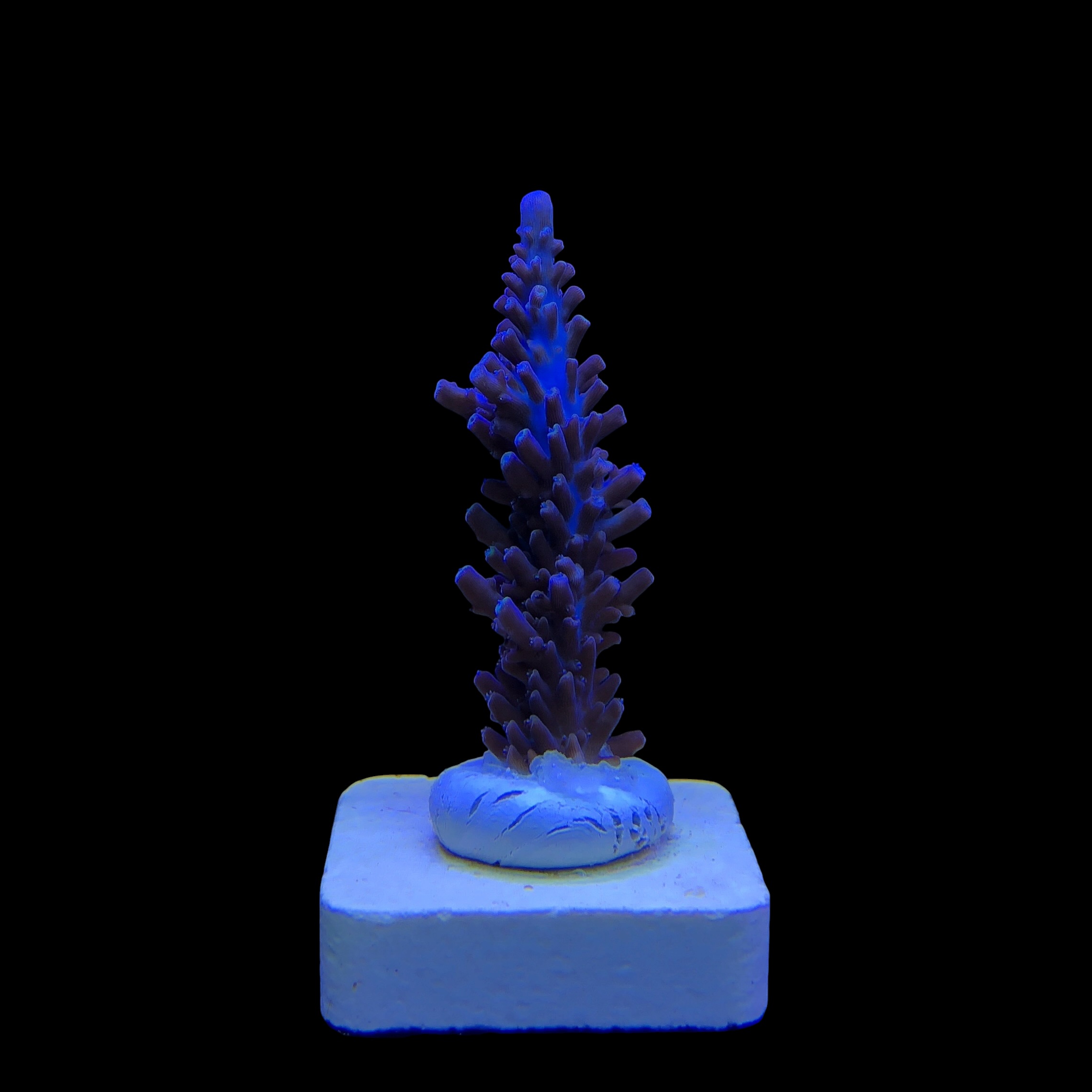 Ultimate Blue M - Imagem 2