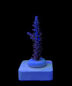 Alternative view of Ultimate Blue M