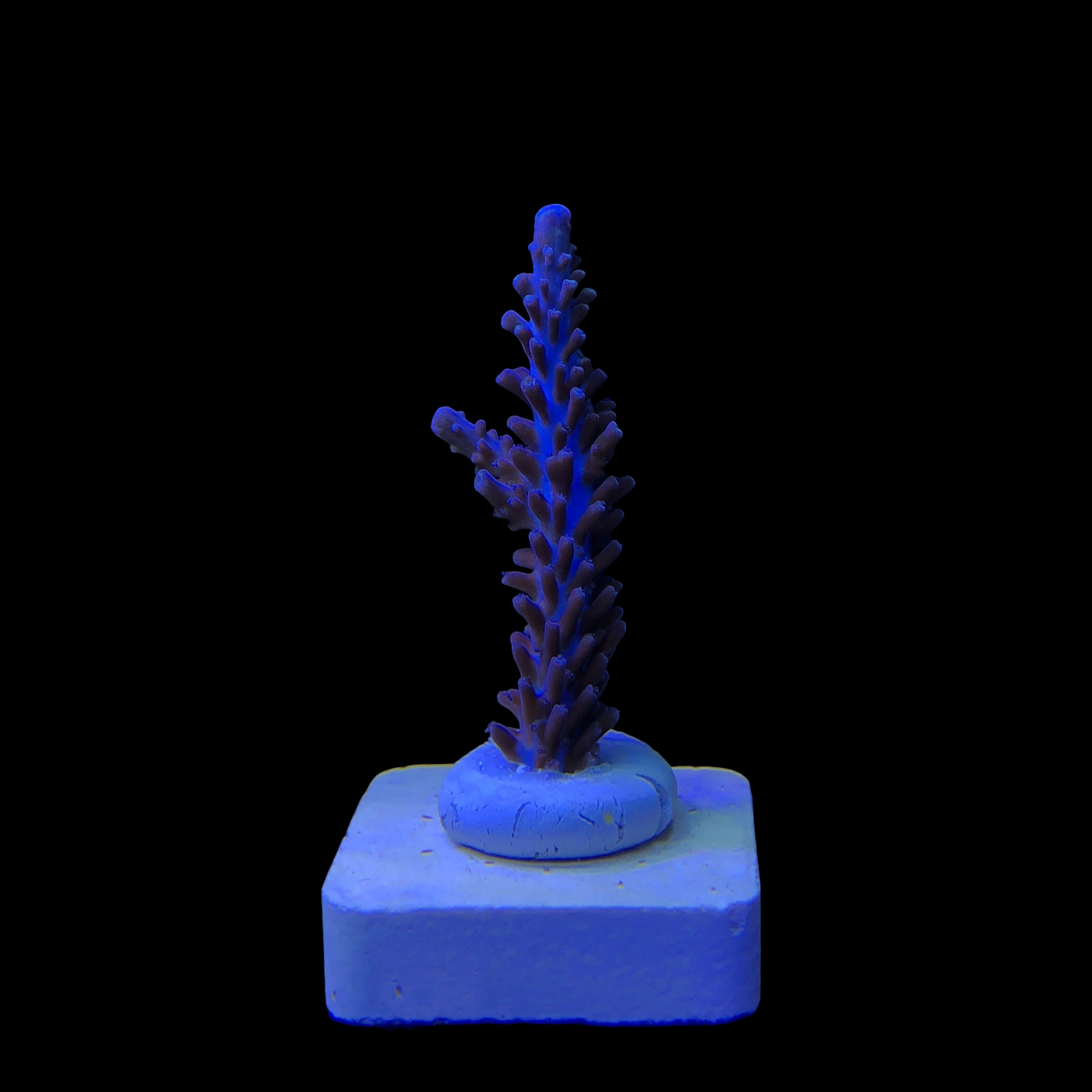 Ultimate Blue M - Imagem 2