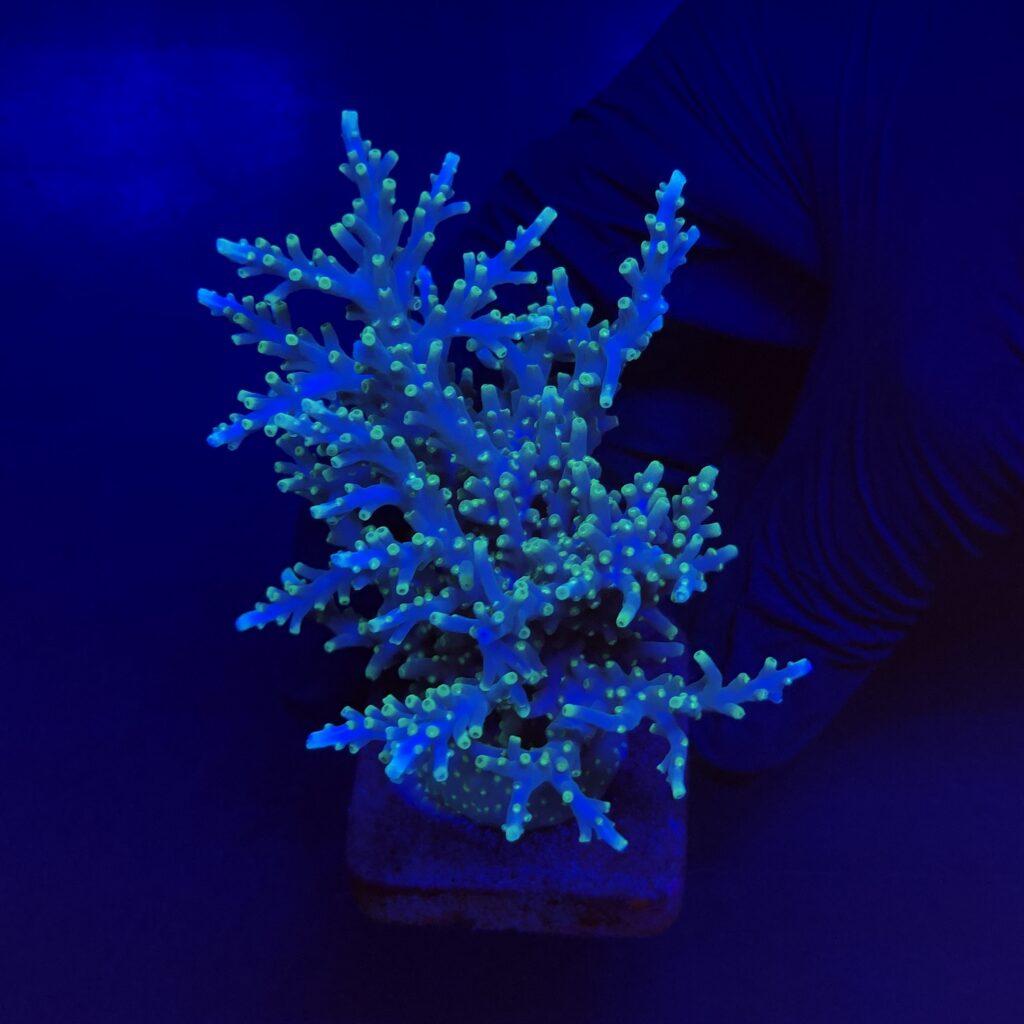 Ocyan