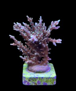 Alternative view of Yellow Tips Dragon G
