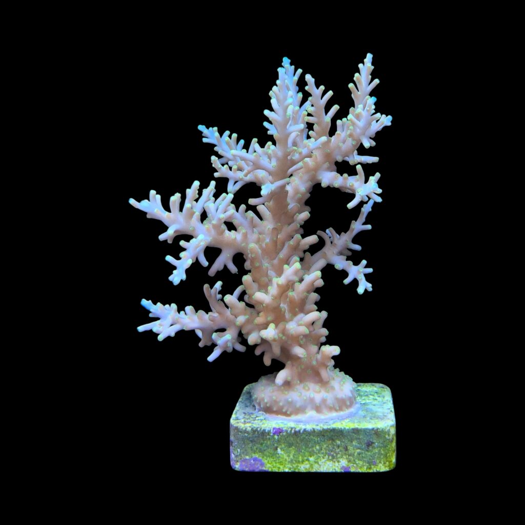 Ocyan