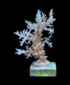 Alternative view of Yellow Tips Dragon G
