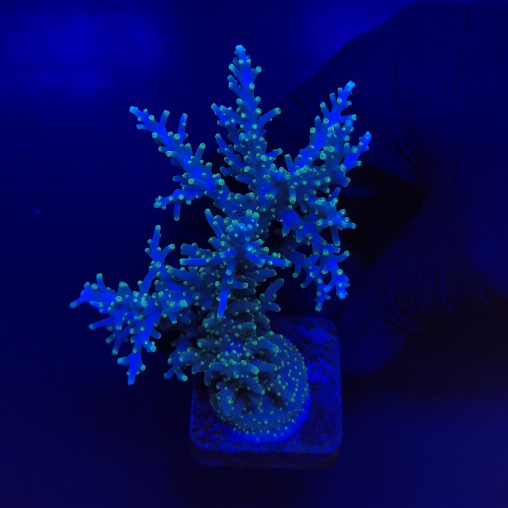 Ocyan