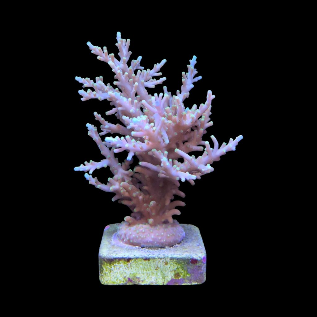 Ocyan