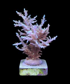 Alternative view of Yellow Tips Dragon G