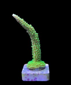 Alternative view of Yongei G