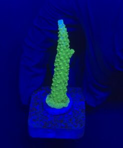 Yongei Green Blue Tips M