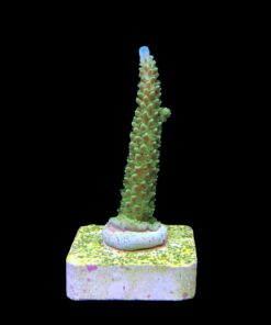 Alternative view of Yongei Green Blue Tips M