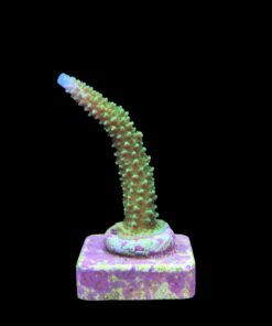 Alternative view of Yongei Green Blue Tips M