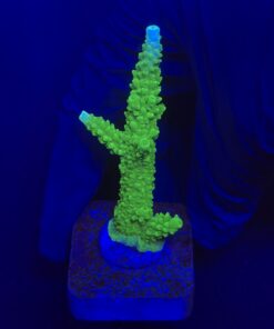 Yongei Green Blue Tips M