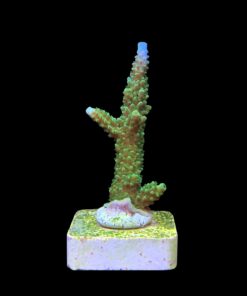 Alternative view of Yongei Green Blue Tips M