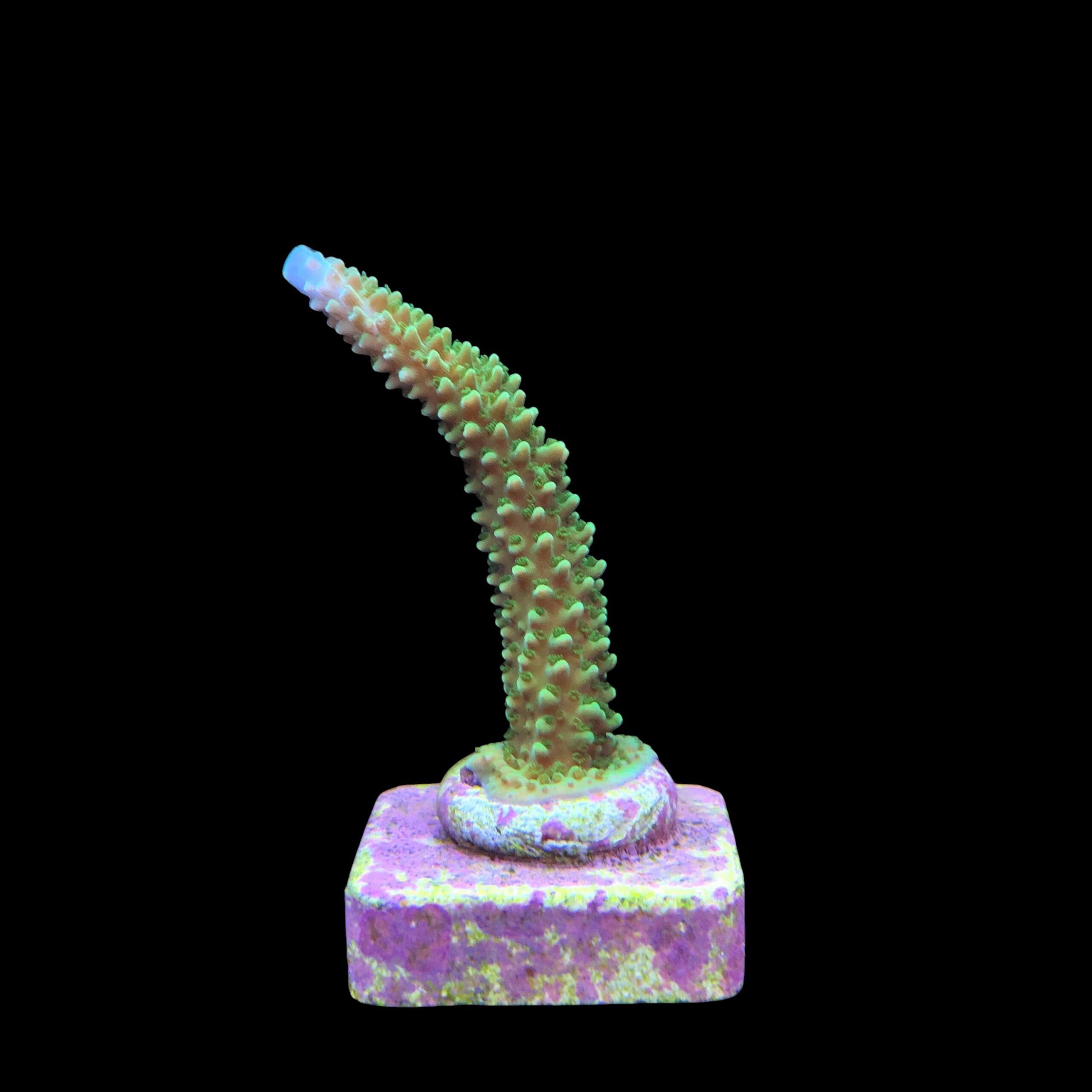 Yongei Green Blue Tips M - Imagem 2